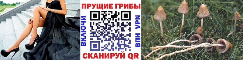 наркошоп  Менделеевск  Псилоцибиновые грибы Psilocybe 